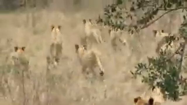 Kenya Wildlife Safari | Big Five Safari | Abaca Company смотреть онлайн