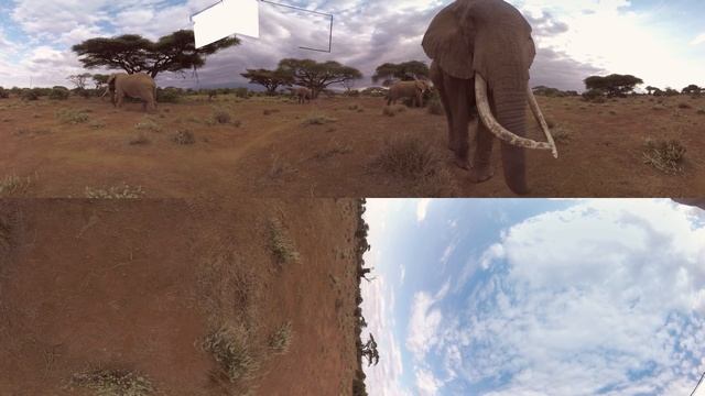 Hallmark VR – Go on a Safari смотреть онлайн