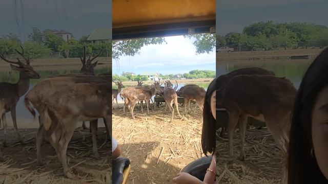 Safari Hotel Villas Vigan (Stroll muna sa loob ng Hotel) смотреть онлайн