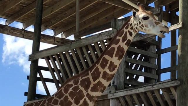 Going to safari смотреть онлайн