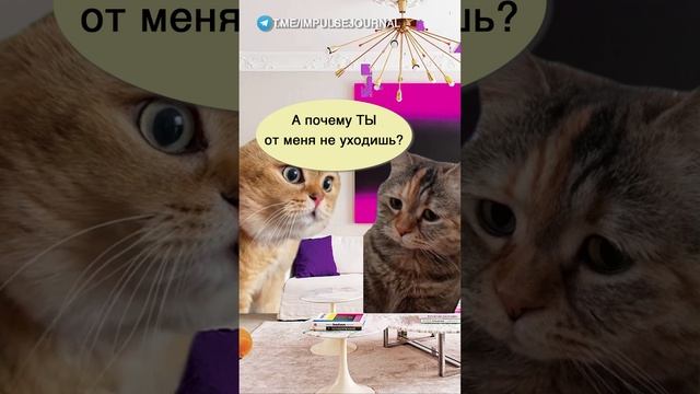 Лучше не искать #мыкотики #вмем #разговор #анекдот #шутки #кот #юмор #смешное #прикольно #мемы #cat смотреть онлайн