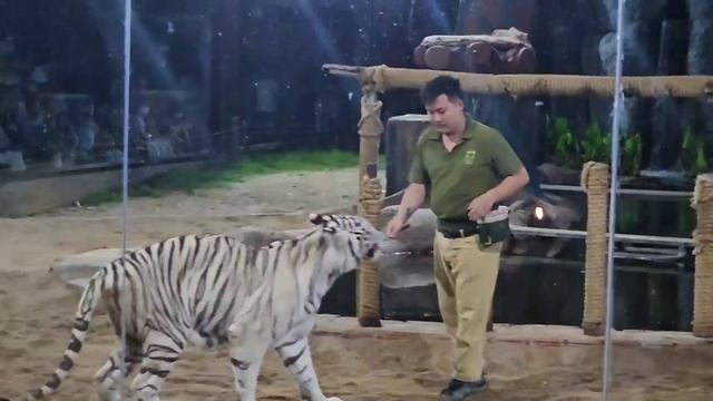 🦣🦒🦓 7 minutes Tour | Night Safari Chiangmai Vlog, Tiger and Lion Show #thailand #safari смотреть онлайн