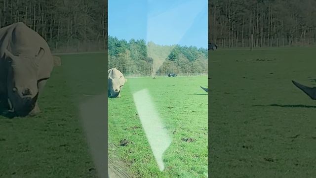 Knowsley Safari adventure ride смотреть онлайн