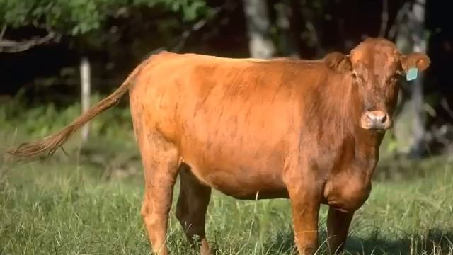 OLD McDONALD HAD A FARM смотреть онлайн