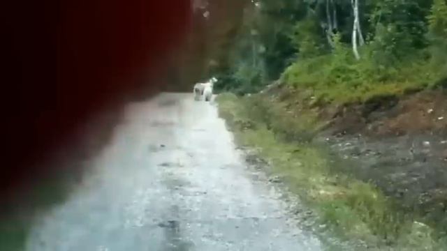 Mother Sheep Scares Off Wolf! смотреть онлайн