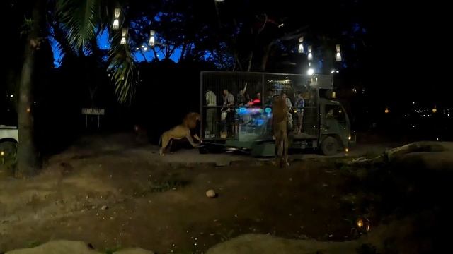 White tiger of Ranthambore in Bali !! Lets explore Mara River Safari Resort !! Bali Vlog 4 !! смотреть онлайн