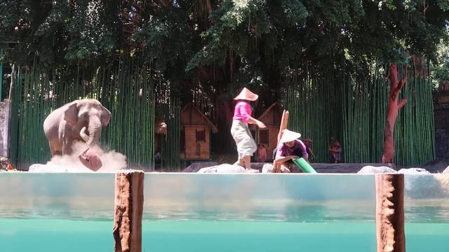 Bali zoo safari, elephant show. смотреть онлайн