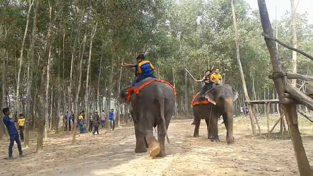 Elephant Ride on Bangabandhu Safari Park, Gazipur, Bangladesh смотреть онлайн