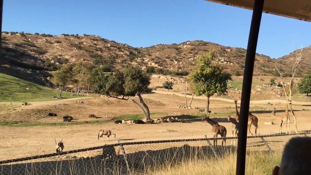 San Diego Zoo Safari Park смотреть онлайн