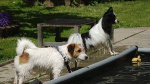 Догтренинг 639. Акватория- уроки на мелководье