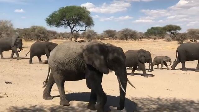 Northern Tanzania. Big Five #serengeti #safari #natgeo #vacation смотреть онлайн