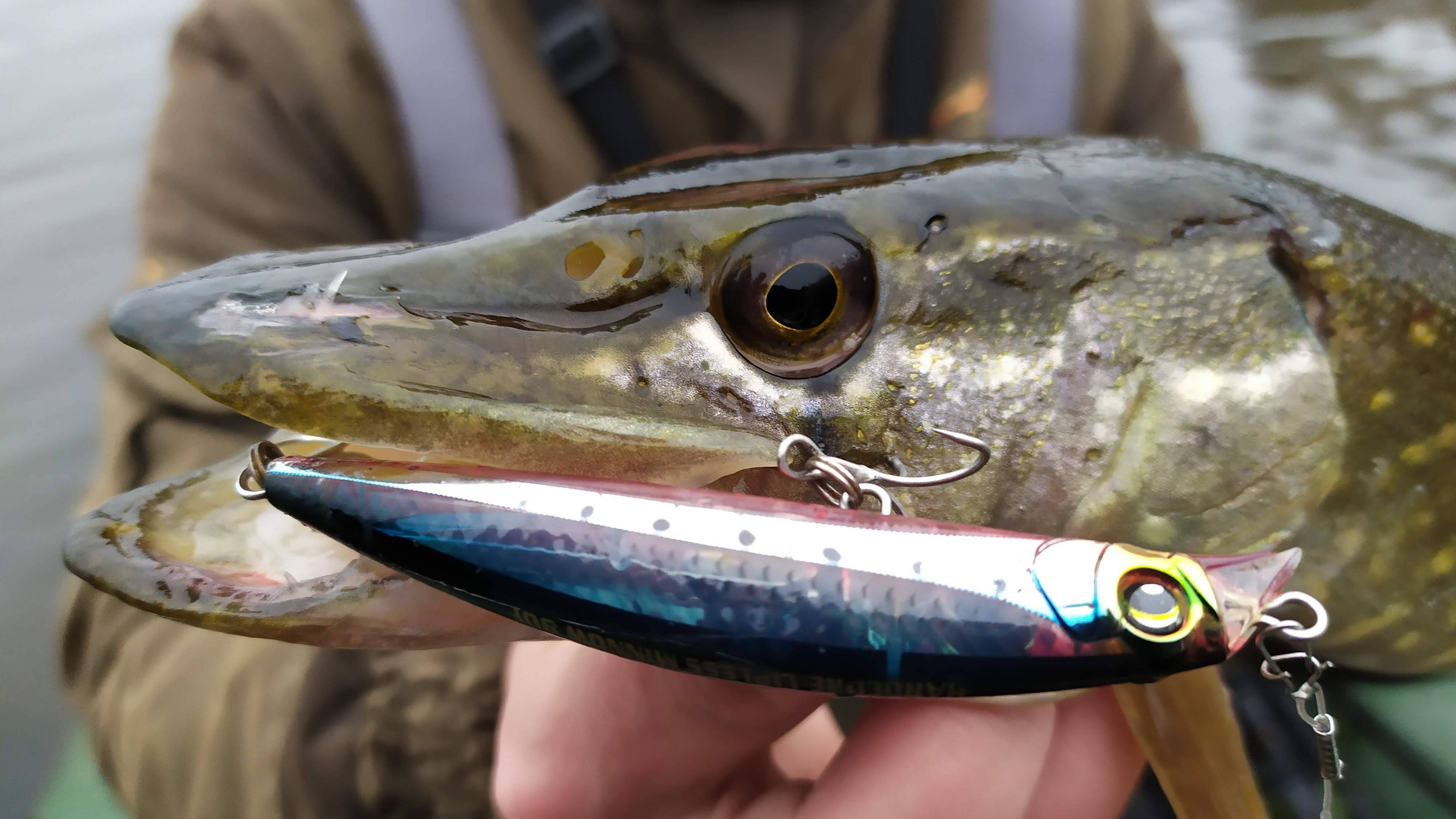 Осенний жор щуки.Рыбалка на спиннинг.Новый воблер затащил рыбалку.Много поклевок щуки на воблер. смотреть онлайн