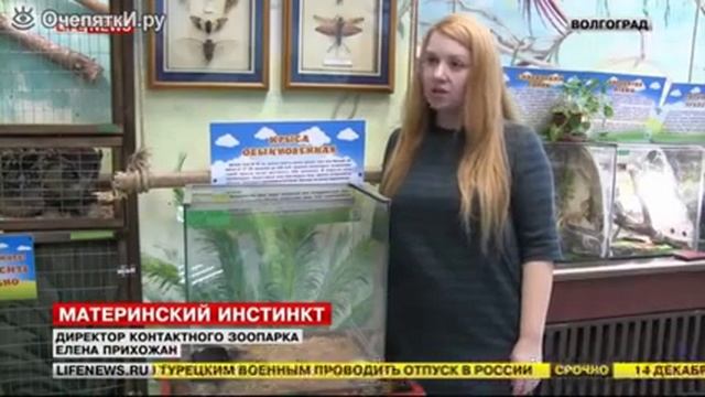 Крыса приняла в семью мышат смотреть онлайн