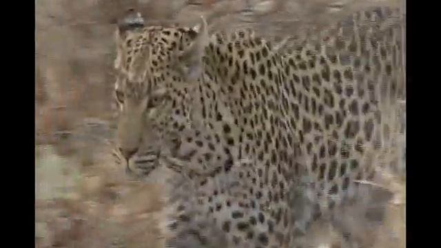 A Travel 2 Botswana смотреть онлайн