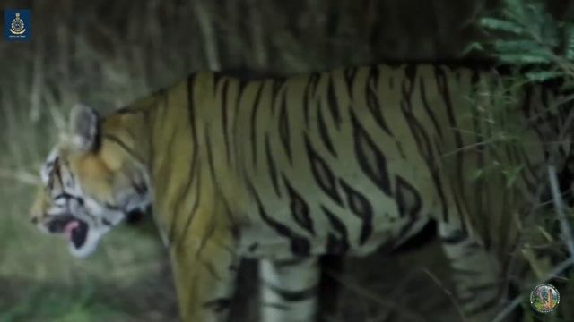 Tadoba Andhari Tiger Reserve || Palasgaon Night Safari Full Episode смотреть онлайн