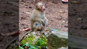 Big brave mummy Libby bitte moneky Joyce warning stop hurt big brat  Rainbow   when baby cry so lou