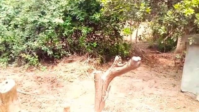 Lizard Animal | Naturally Animal | Nuture of India | Natural Club India by JAC смотреть онлайн