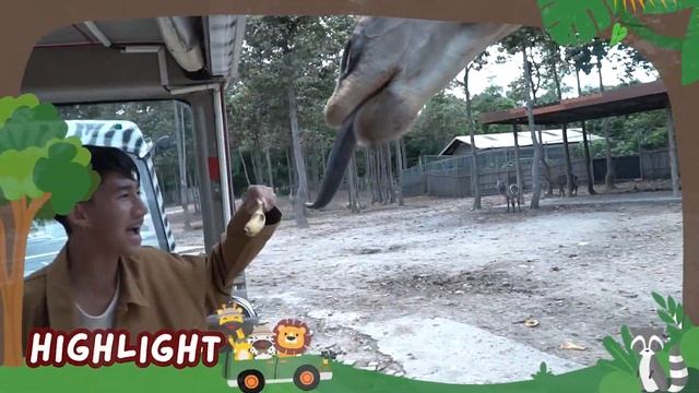 Chiang Mai Night Safari смотреть онлайн