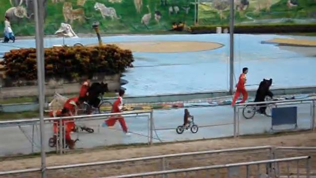 Monkey & Bear Race смотреть онлайн