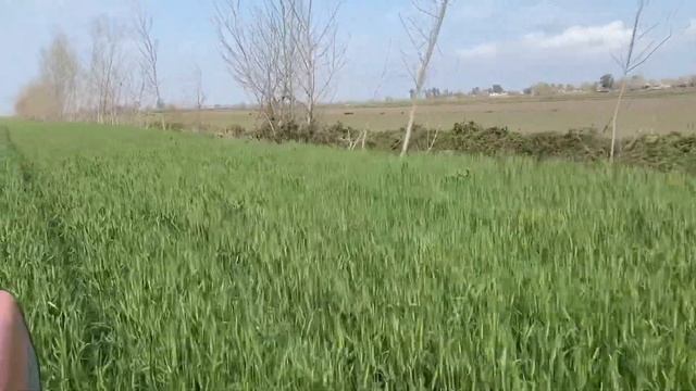 Buğday lara 🌾 Pas İlacı Opera Max #Operamax смотреть онлайн