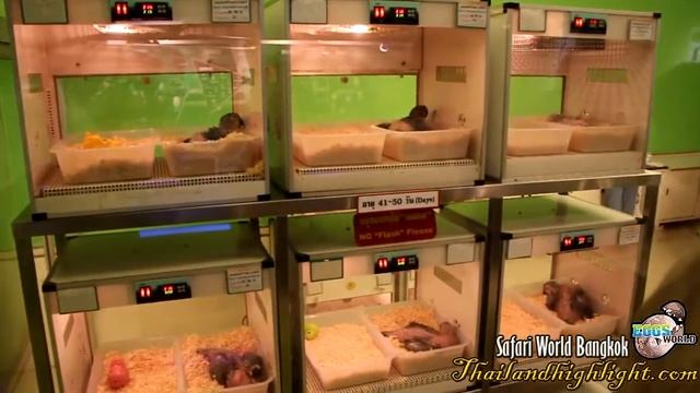 Safari World with Marine Park Ticket Price See Eggs World Bangkok Thailand смотреть онлайн