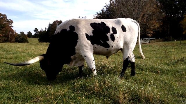 Grande Safari Chex Texas Longhorn Bull смотреть онлайн