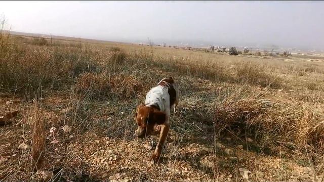 Addock The Brave Hunter смотреть онлайн