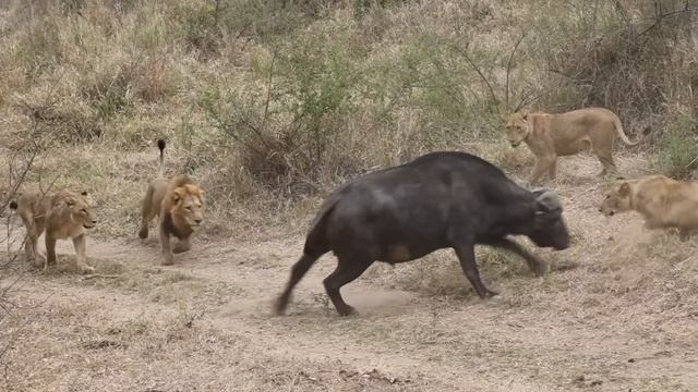 LIONS vs 'DAGGA BOYS' смотреть онлайн