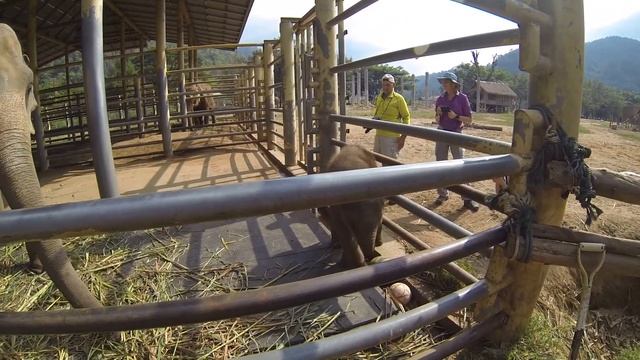 Baby Elephant Thailand смотреть онлайн