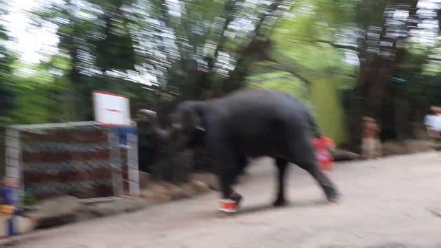 ELEPHANT SHOW 4K - SAFARI WORLD - BANGKOK - THAILAND смотреть онлайн