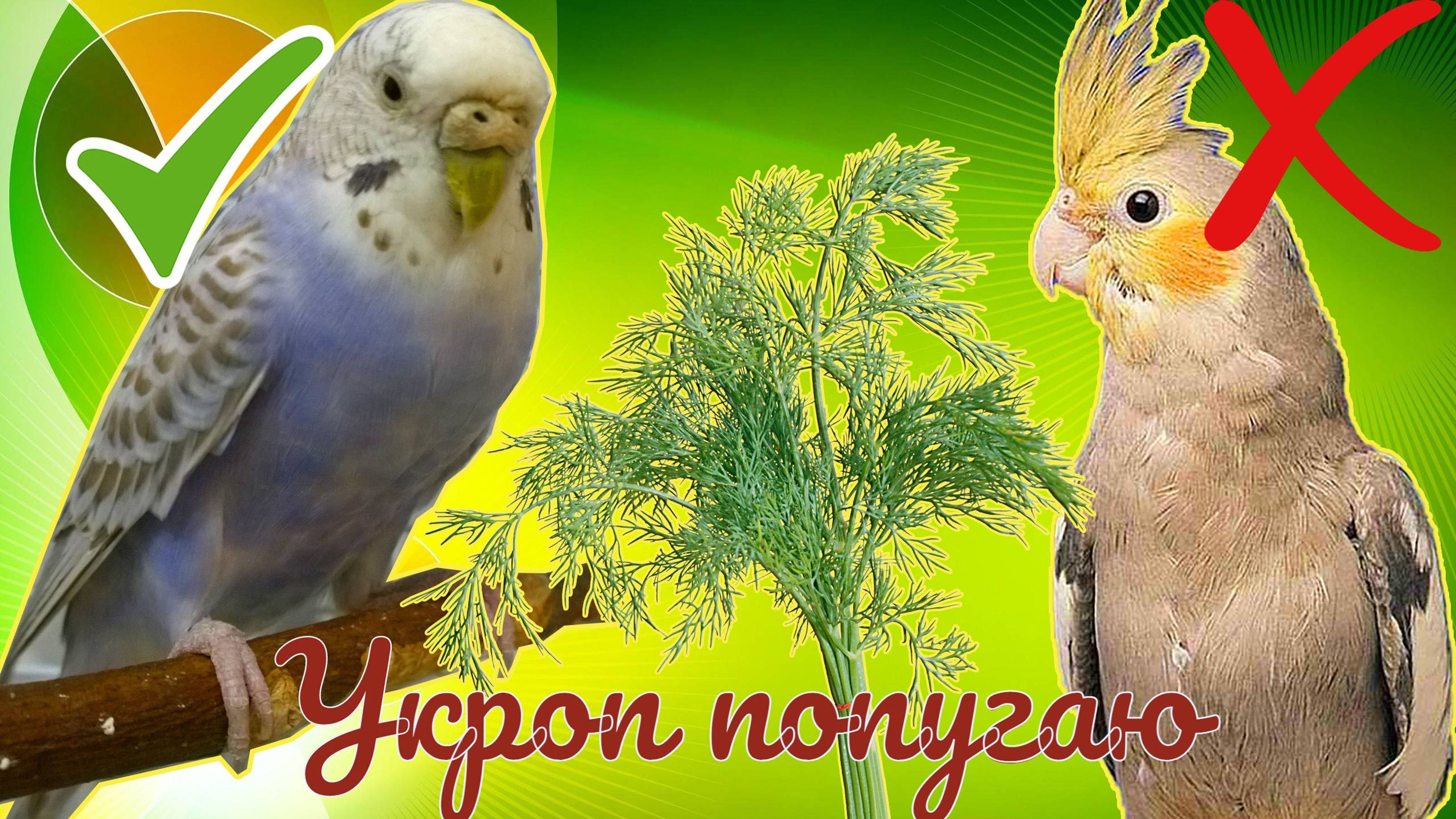 МОЖНО ЛИ ПОПУГАЮ УКРОП? Можно ли давать волнистому попугаю зелень укропа? смотреть онлайн