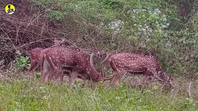 Wayanad Muthanga Forest Wildlife Sanctuary | Jeep Safari at Muthanga Wild life Sanctuary Vlog#5 смотреть онлайн