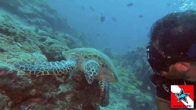 2018 10 22 Tarta Close Encounter Safari Island Maldives смотреть онлайн