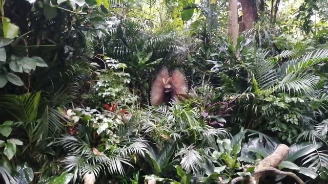 Chimelong Safari Park 8.6.2019 смотреть онлайн