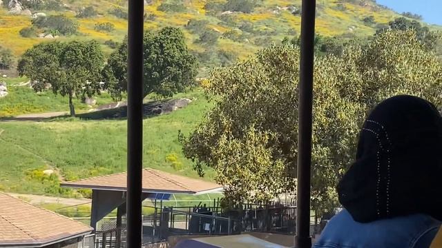 San Diego Zoo Safari Park African Tram . Full Tour 2023. #sandiegozoo #safaripark #zoo #zooanimals смотреть онлайн
