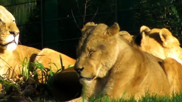 LAST LONGLEAT DRIVE THROUGH & RIVER SAFARI OF THE 21/22 SEASON смотреть онлайн