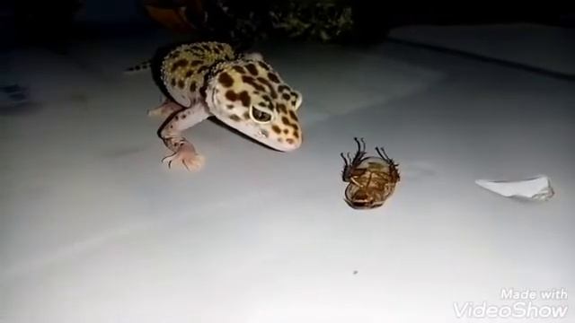 Эублефар ест