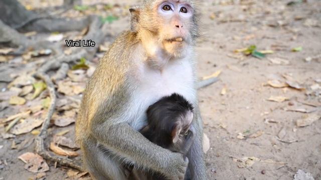 Lovely adorable baby Nathan so brave come take food from papa Song,help feed them lotus смотреть онлайн
