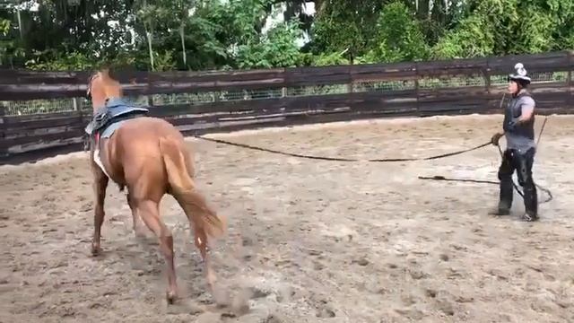 Our California Chrome Yearling Colt learning how to have a saddle on his back - 9/26/19 смотреть онлайн