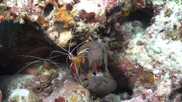 Safari Cruise *StarDivers Expeditions Maldives 11th to 25th November 2018 смотреть онлайн