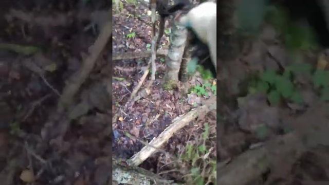 КТО ЗНАЕТ ДЛЯ ЧЕГО ЭТИ ШПИЛЬКИ В БРЁВНАХ... #копметаллавлесу  #металлокоп