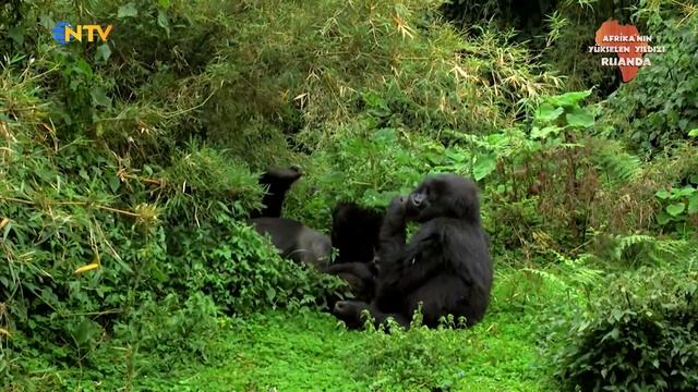 Afrika'nın Yükselen Yıldızı Ruanda | NTV Belgesel