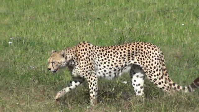 Tansania 2012 Safari смотреть онлайн