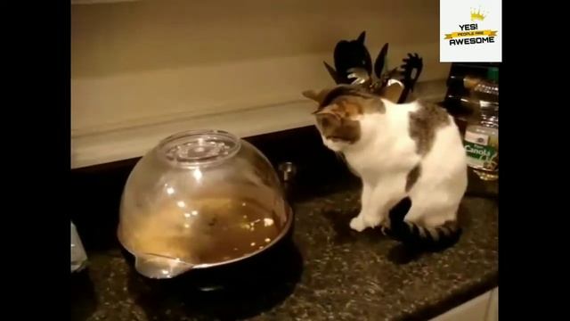 Brave cat afraid of popcorns смотреть онлайн