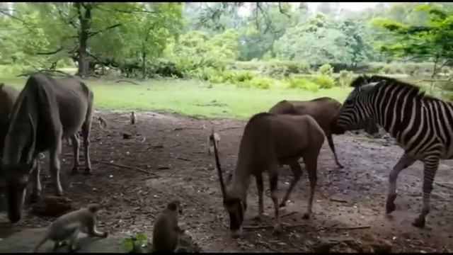 Wildlife of Africa|kids enjoy adventures jungle safari|Educational video for kids|safari Animals смотреть онлайн
