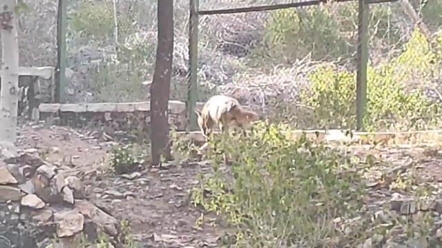 Sajjangarh Udaipur biological Park सज्जनगढ़ जैविक उद्यान उदयपुर sajjangarh bio prak Udaipur смотреть онлайн