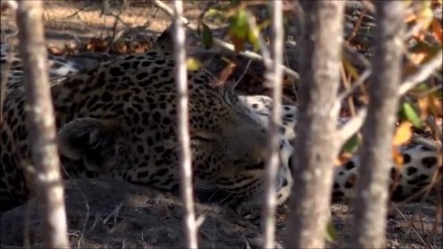 Safari Live : Tingana and Shadow mating on this mornings drive Sept 02 2016 смотреть онлайн