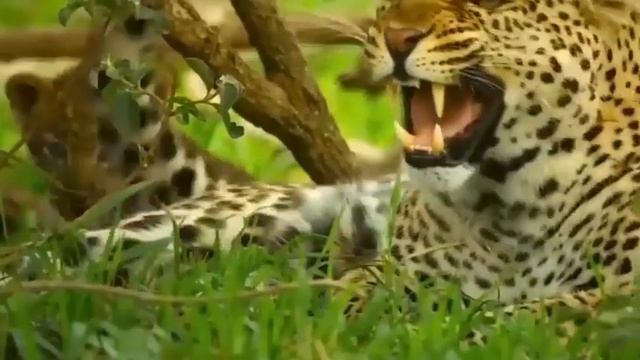 Brave Leader Of The Hard Challenge Tha Fierce Tiger || wild Animal Attack 2023... смотреть онлайн