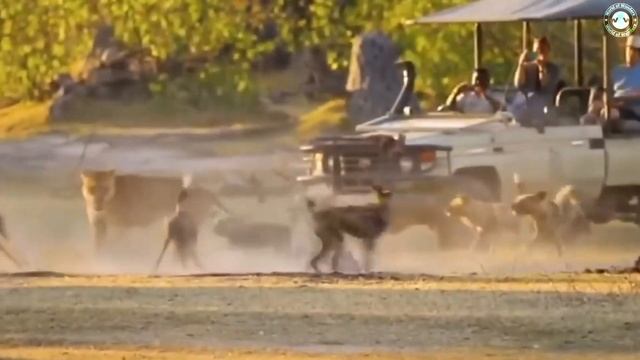 WOW😱 Wild Dogs Tear The Lion Apart To Get Revenge For Their Pups смотреть онлайн