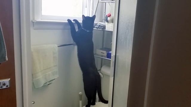 Our Cat Peter Attempting to Get Into An Open Window смотреть онлайн